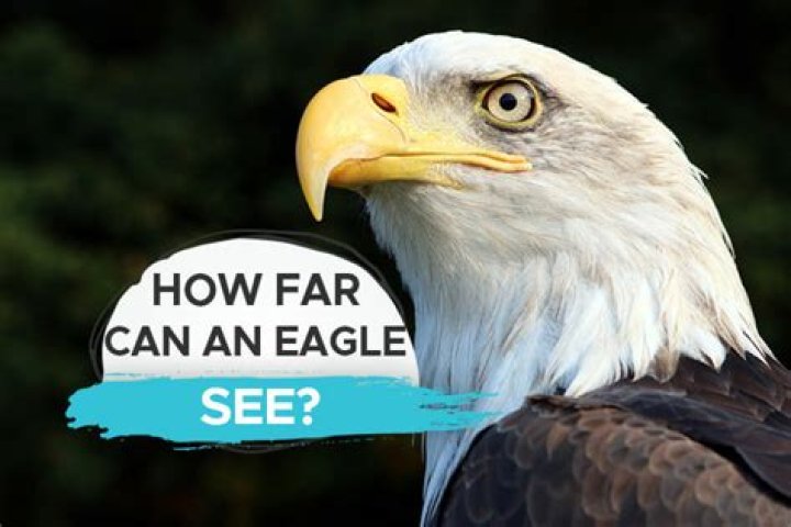 How far can an eagle see a rabbit