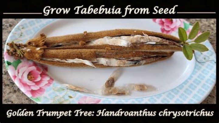 How fast does a Tabebuia tree grow