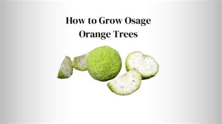 How fast does an Osage orange tree grow