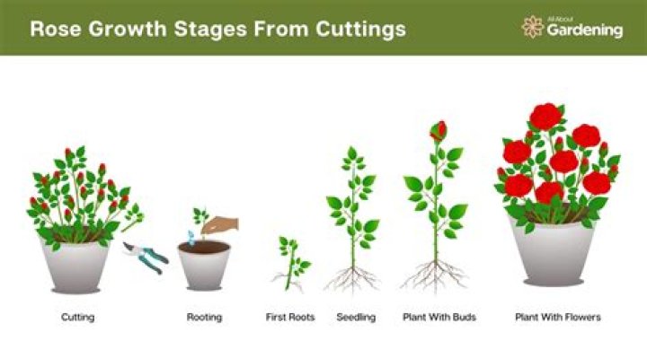 How fast does dog rose grow