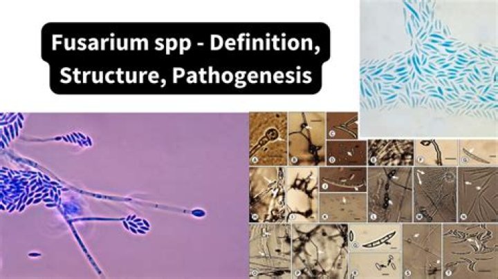 How is Fusarium spread