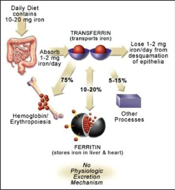 How is iron transported in the body