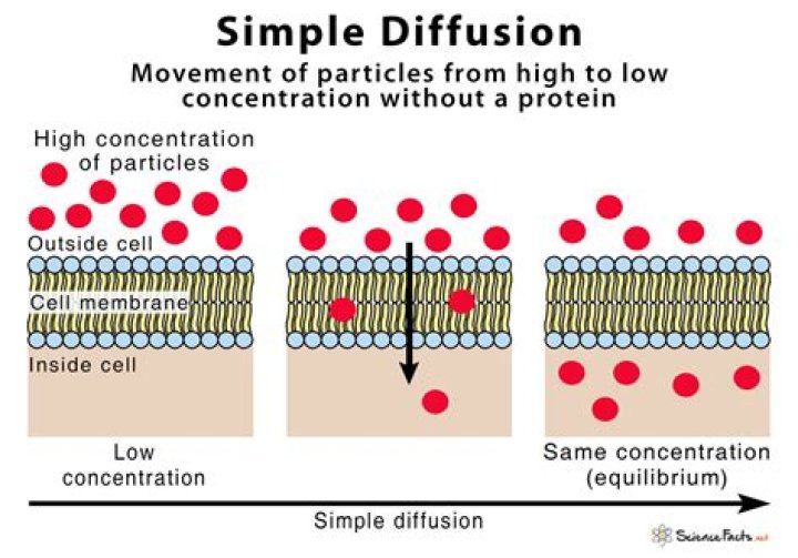 How is random movement of molecules ions related to diffusion