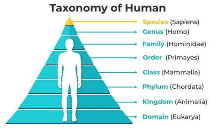 How is taxonomy done