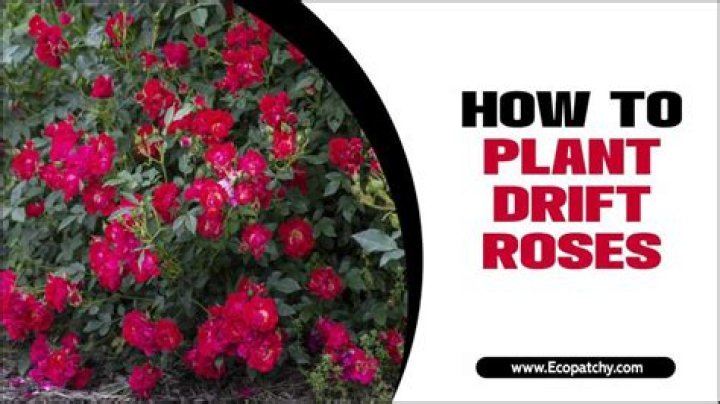 How large do drift roses get