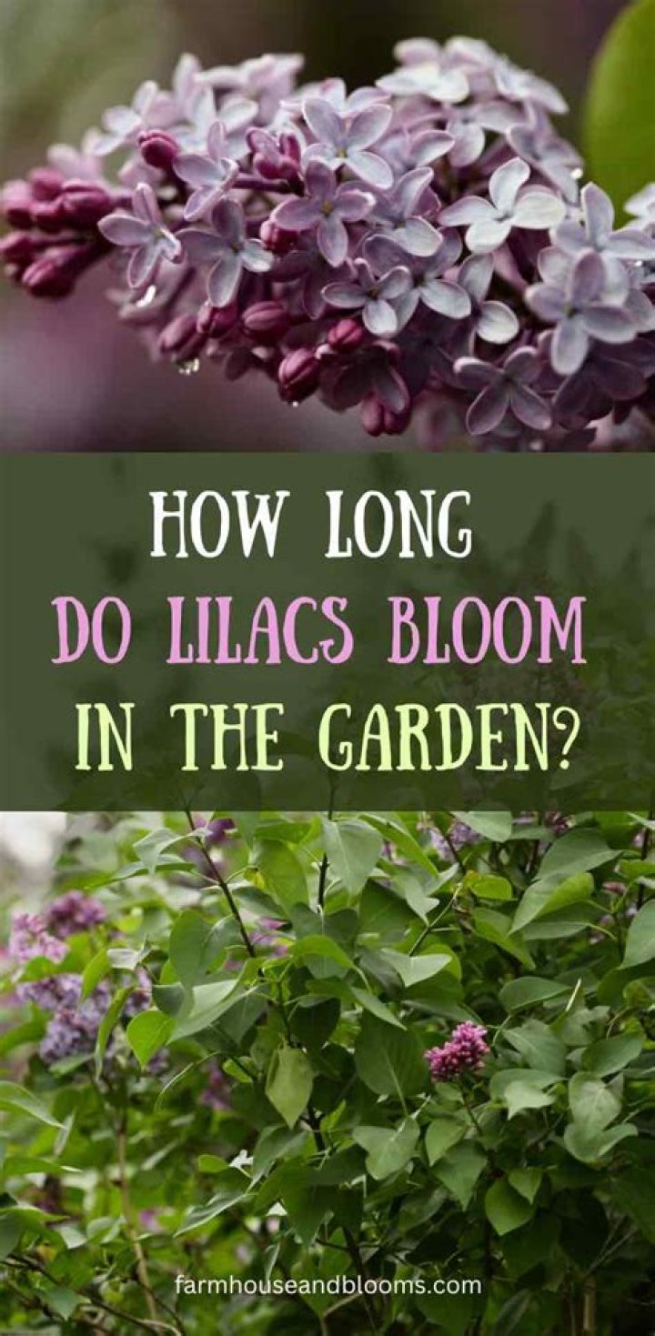 How long are lilacs in bloom