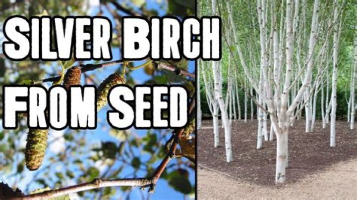 How long do silver birch trees take to grow