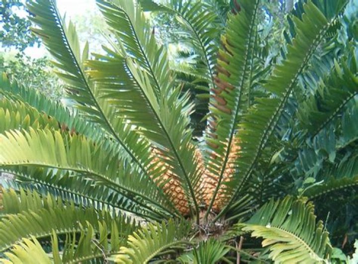 How long does a cycad live