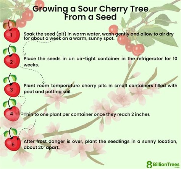 How long does it take for cherries to ripen on the tree