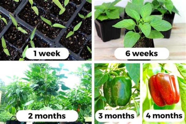 How long does it take for peppers to grow