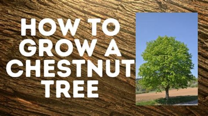 How long does it take to grow chestnut tree