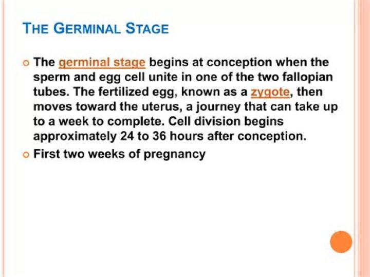 How long does the germinal stage last