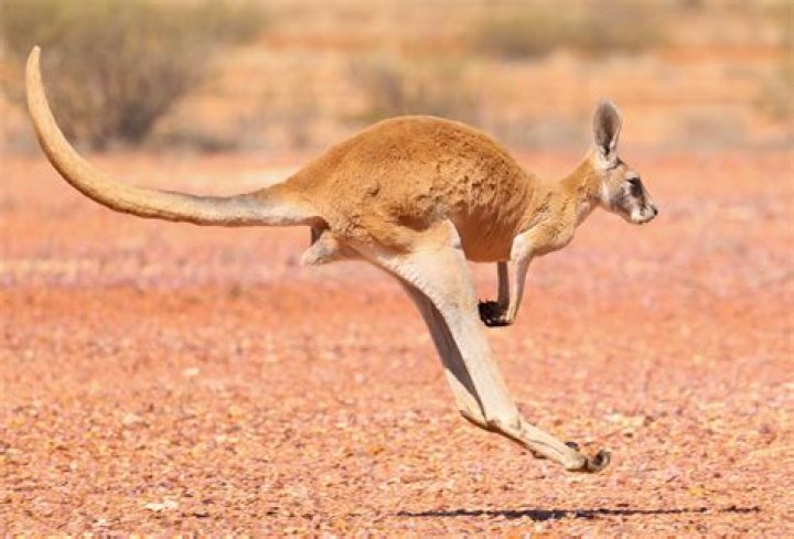 How long is a kangaroos foot