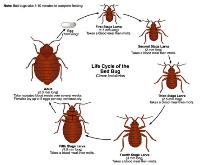 How many bed bugs are in a bed