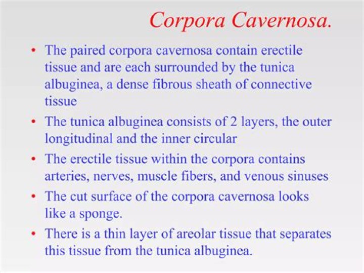 How many corpora cavernosa are there