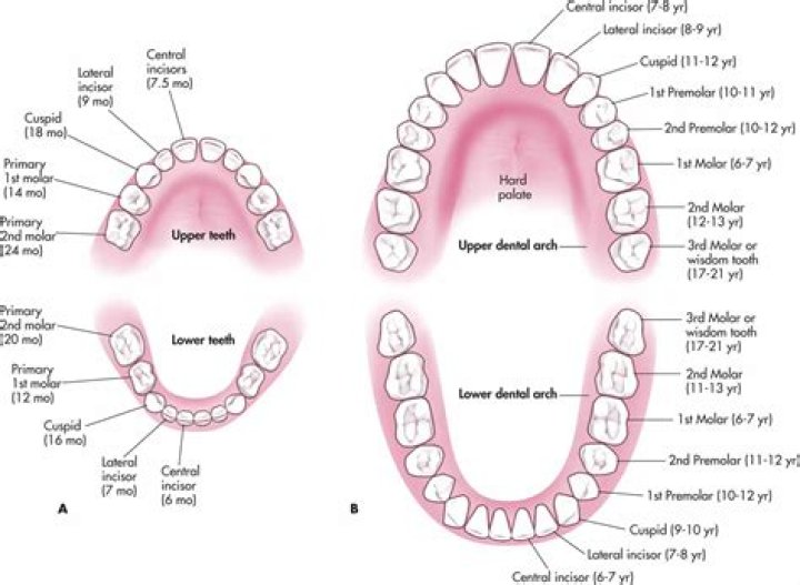 How many deciduous teeth are there