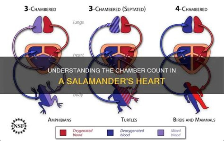 How many heart chambers does a salamander have