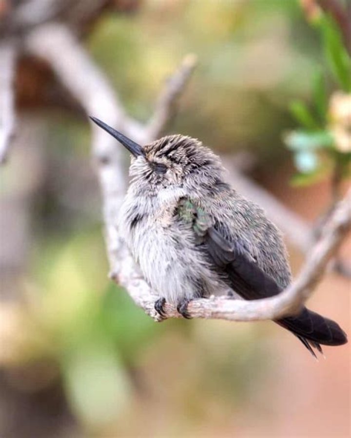 How many hours does a hummingbird sleep