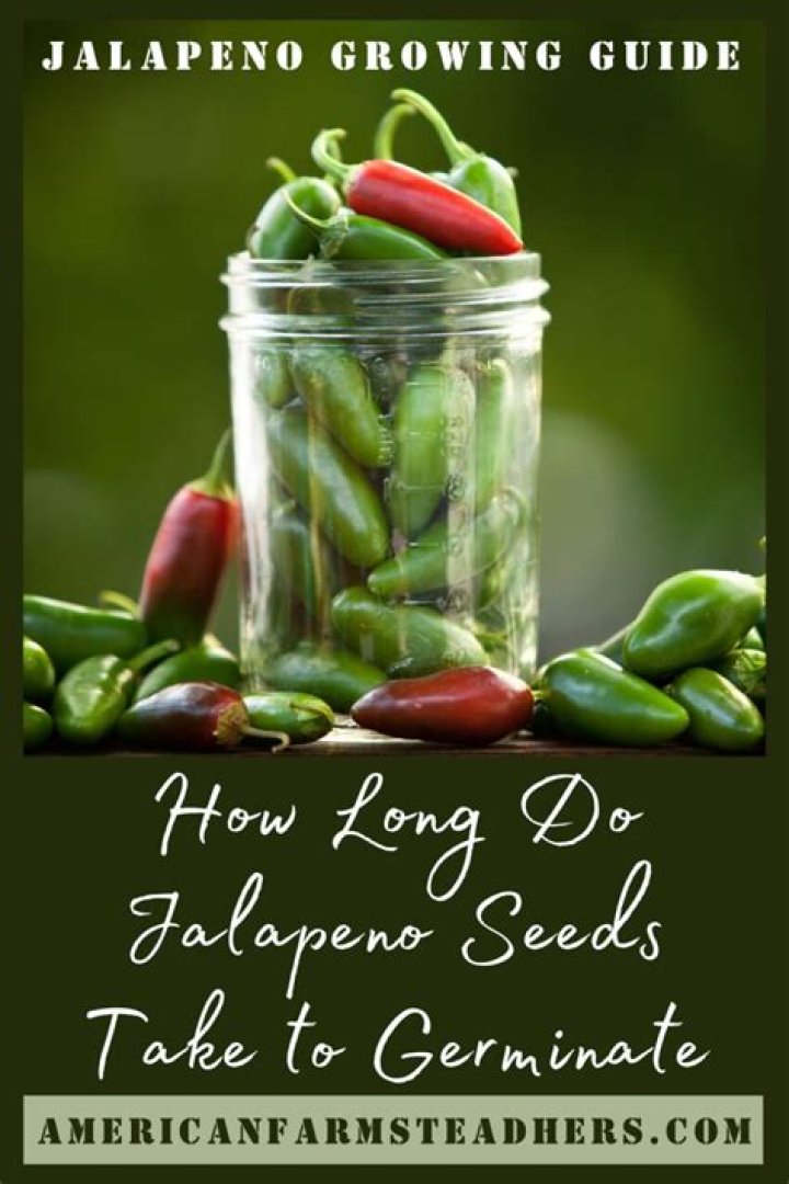 How many pounds does a jalapeno plant produce