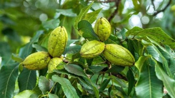 How many pounds of nuts does a pecan tree produce