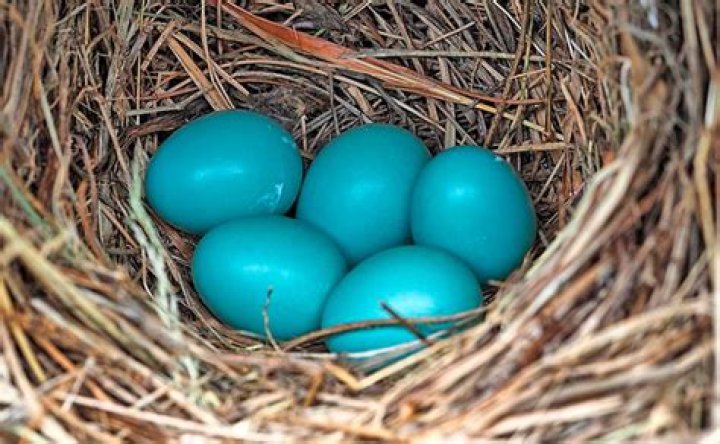 How many times do bluebirds lay eggs in a season