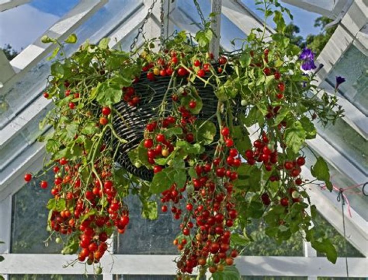 How many tomatoes are in a hanging basket