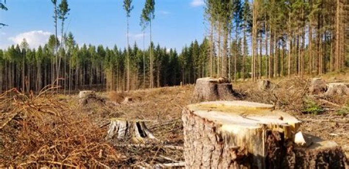 How many trees have been cut down