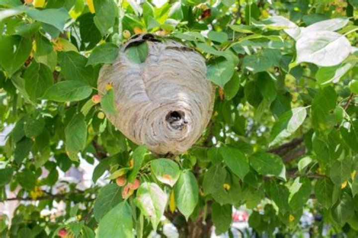 How much is Nest worth
