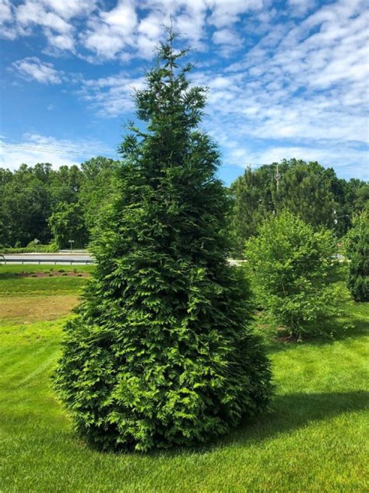 How much sun does a Green Giant arborvitae need