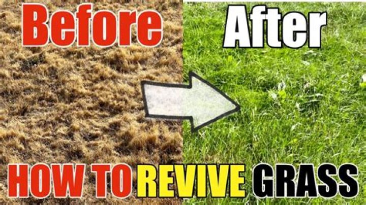 How often can you put revive on your lawn