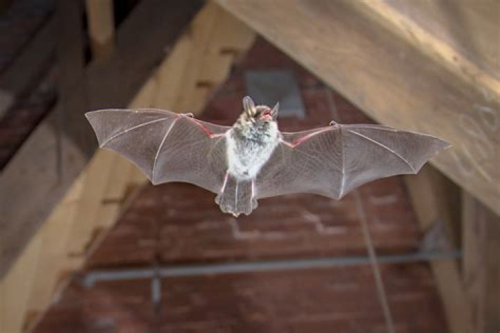 How often do bats get in houses