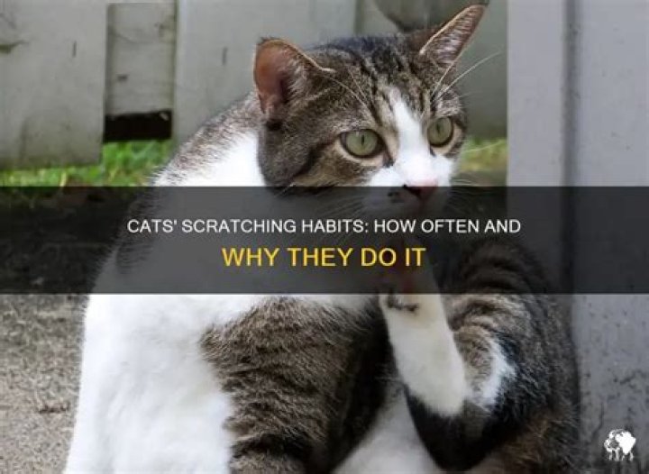 How often do cats scratch themselves