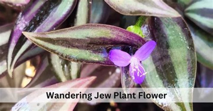 How often does a Wandering Jew flower
