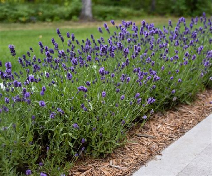 How often should I fertilize lavender