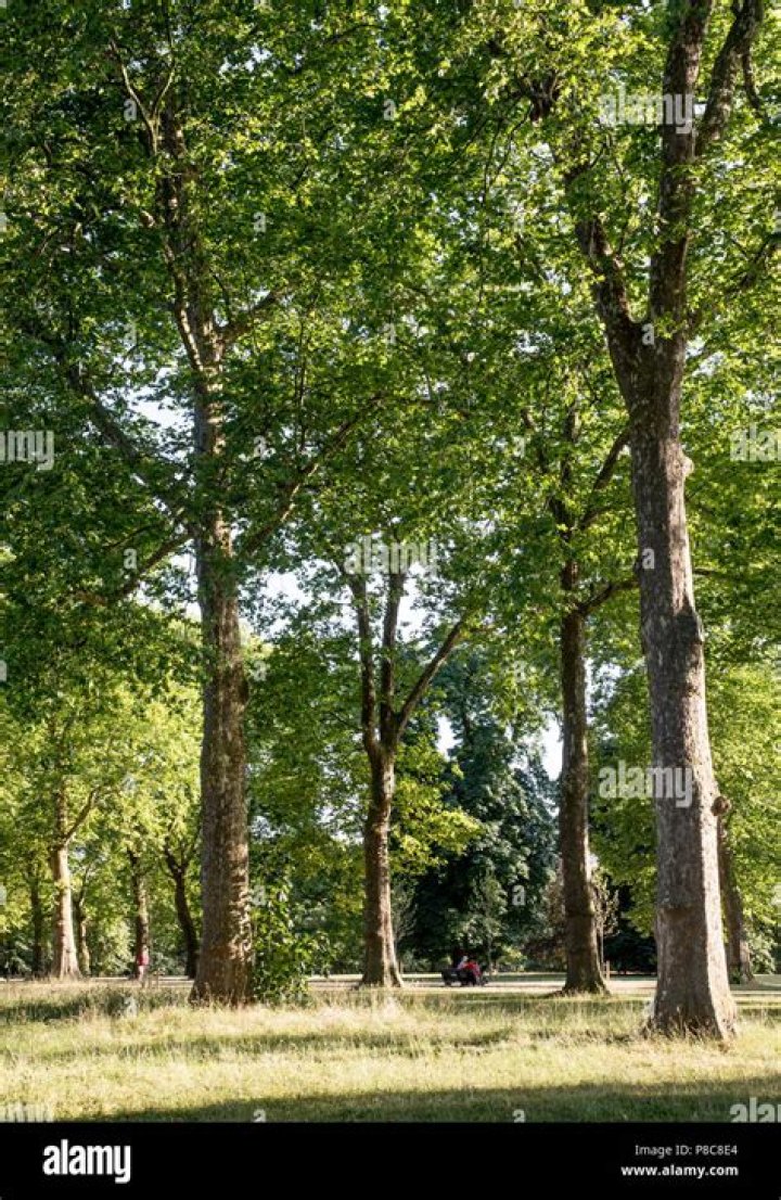 How old are London plane trees