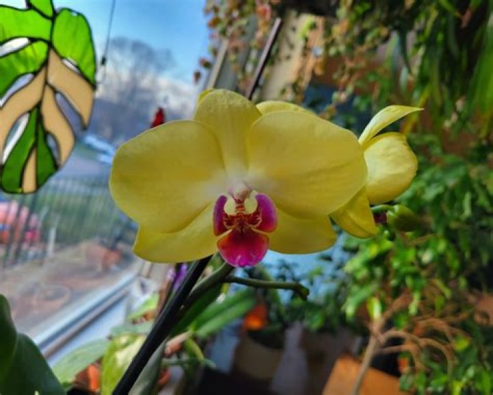 How old is the oldest orchid