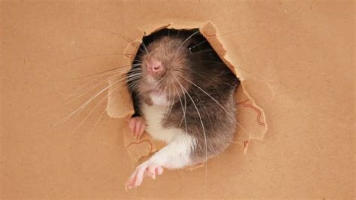 How small holes can rats get through