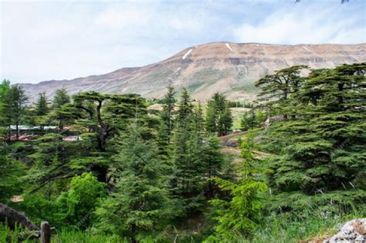 How tall are Lebanon cedars