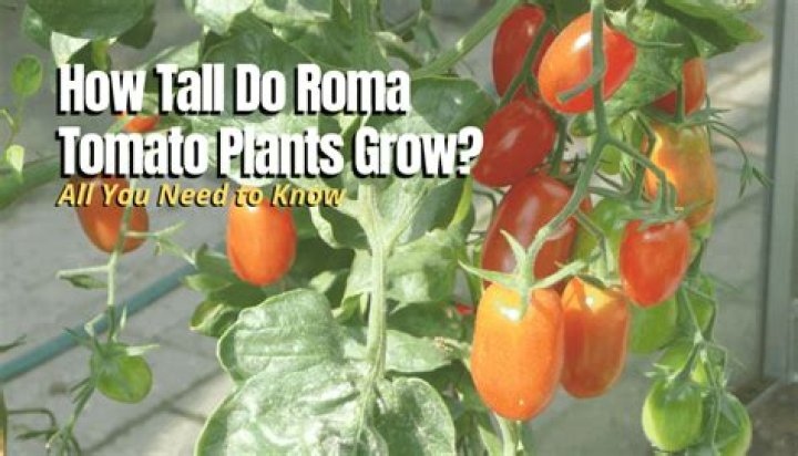 How tall does a Roma tomato plant get