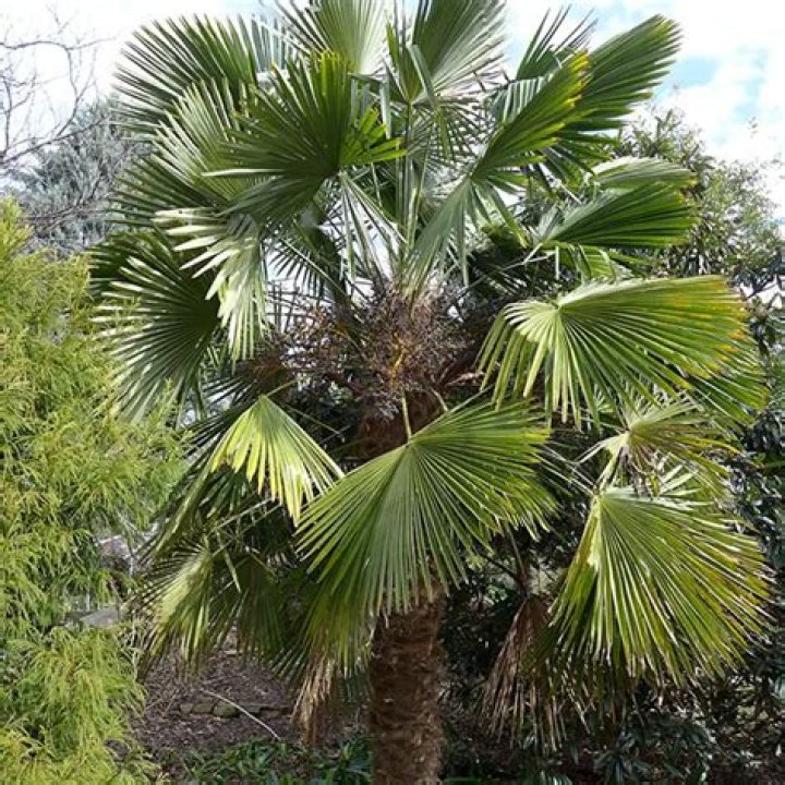 How tall does a trachycarpus fortunei grow