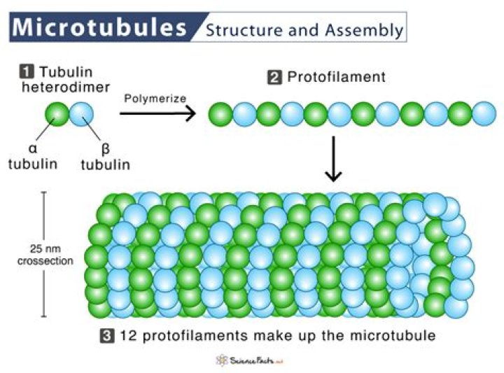 In what phase do Tubulins assemble into spindle microtubules