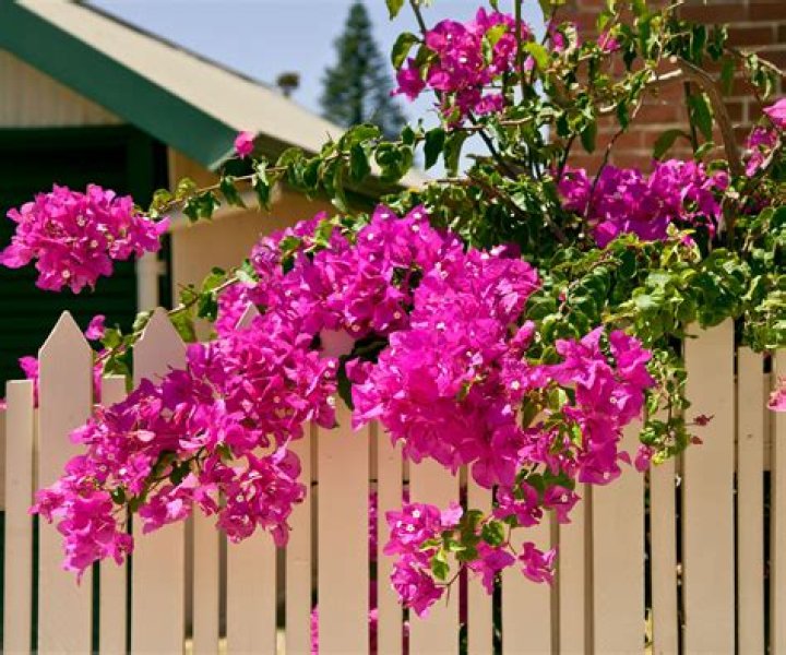 Is a bougainvillea an annual or a perennial