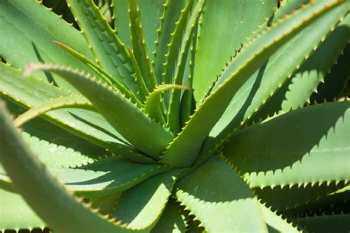 Is aloe vera harmful to pets