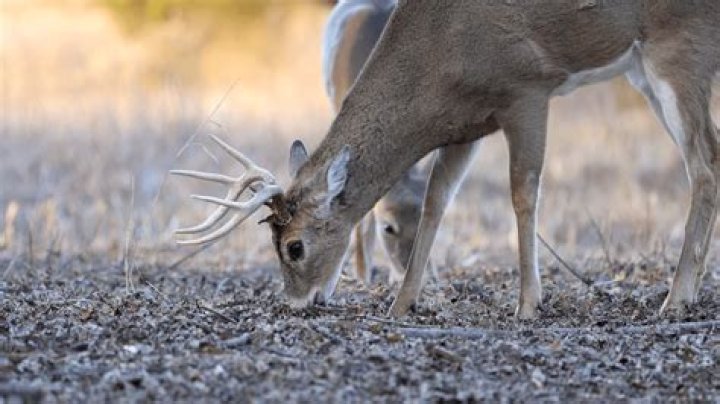 Is baiting deer and elk legal in Oregon