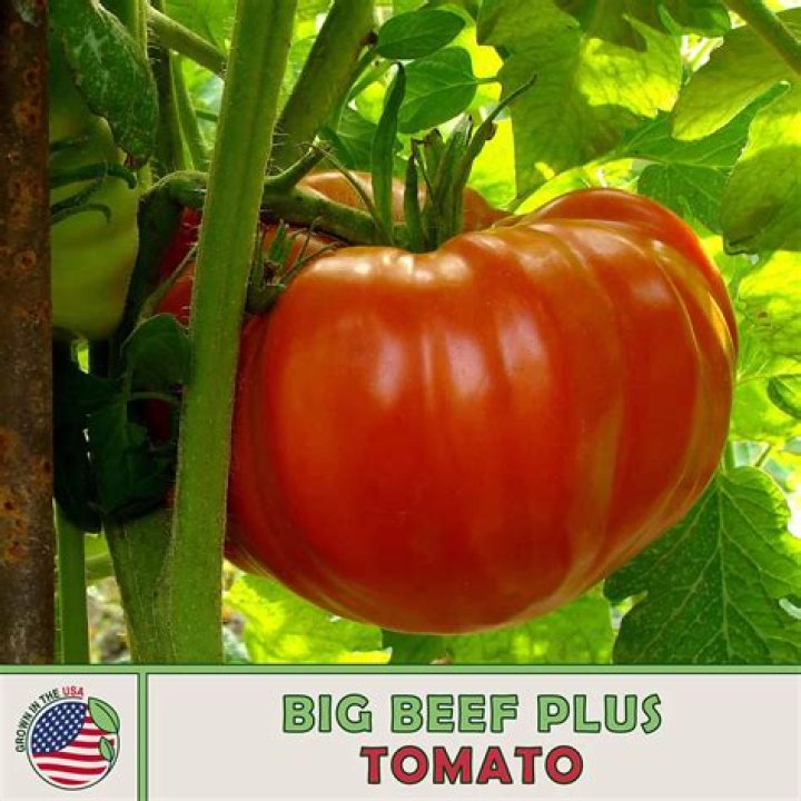 Is Big Beef tomato a hybrid