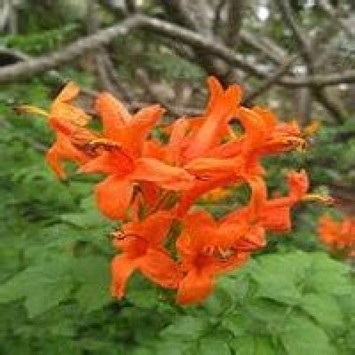 Is Cape honeysuckle poisonous to dogs