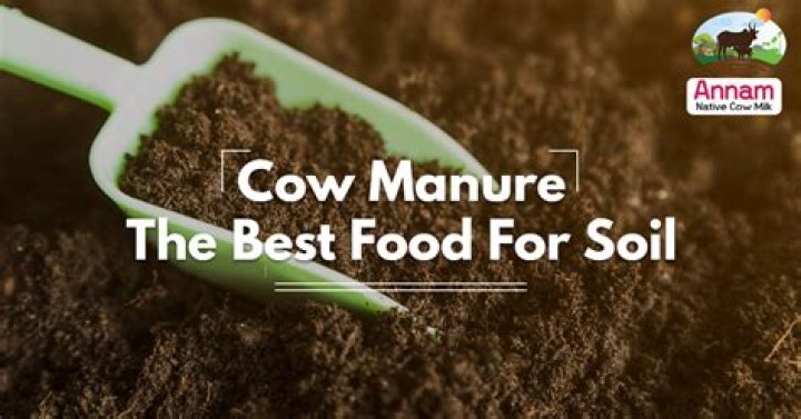 Is cow manure good for succulents