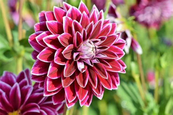 Is Dahlia a annual or perennial