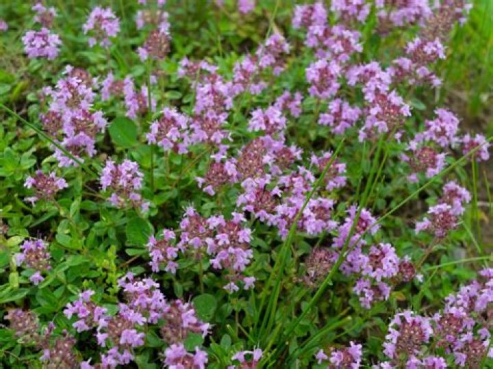 Is Elfin thyme edible