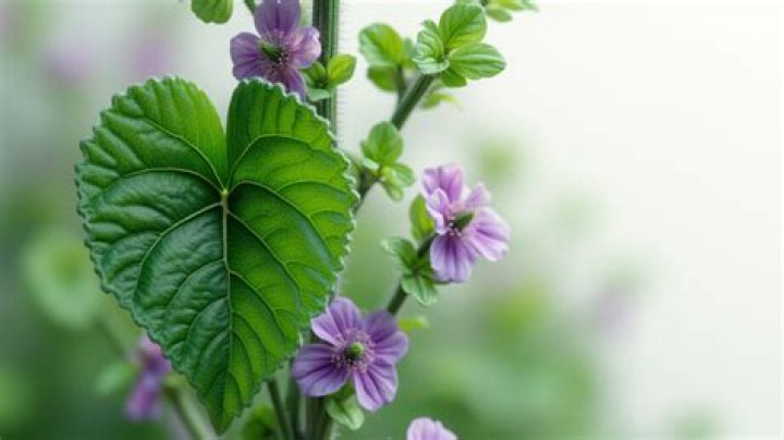 Is ground ivy and creeping Charlie the same